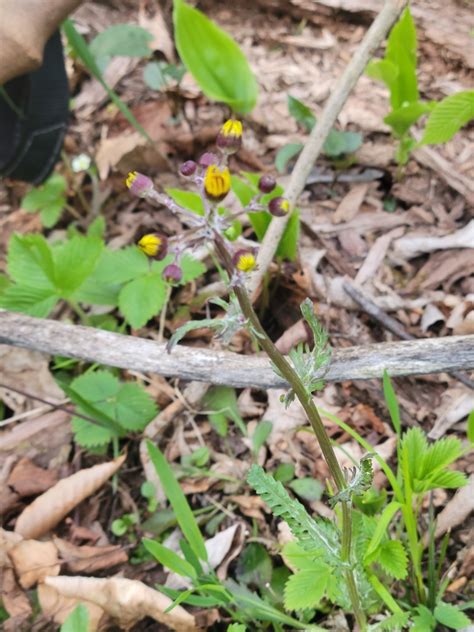 American Groundsels And Ragworts From Berlin NY 12022 USA On May 3