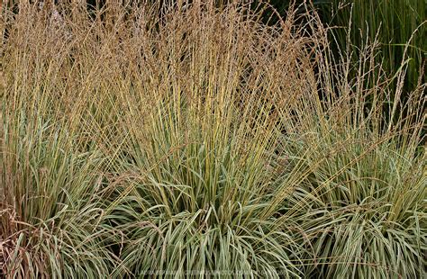 Variegated Moor Grass Molinia Caerulea Variegata Greenfuse Photos Garden Farm And Food