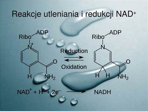 Ppt Nukleozydy I Nukleotydy Budowa I Rola Atp I Nad Kwasy