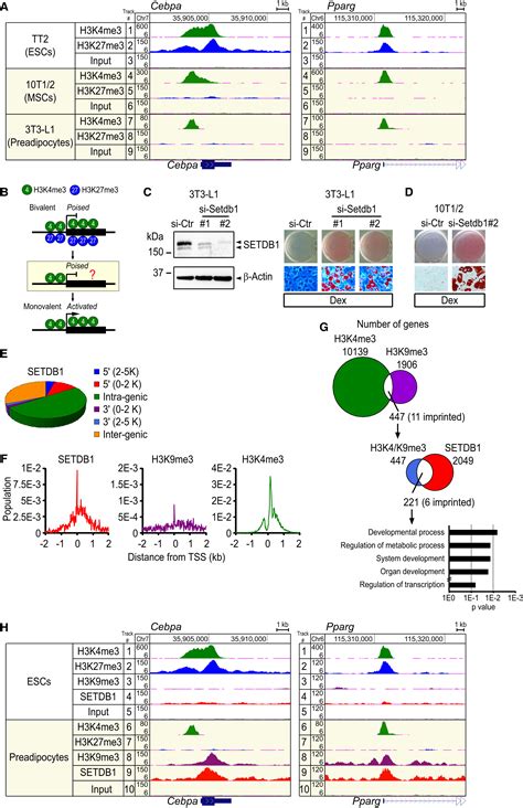 H3k4h3k9me3 Bivalent Chromatin Domains Targeted By Lineage Specific