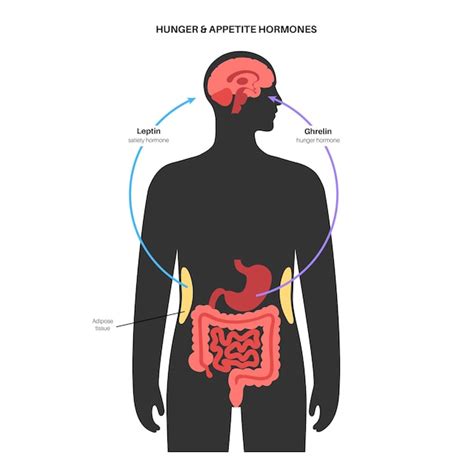 Eetlust En Hongerhormonen Insuline Ghreline Incretine En Leptine In