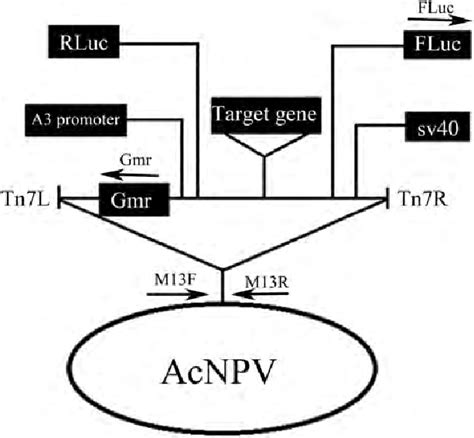 Structure Chart Of Recombinant Acnpv Target Gene E Ires R Ires Download Scientific Diagram