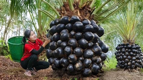 Harvesting Palm Fruit From Deep In The Jungle Harvesting To Sell At