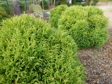 Buy Cryptomeria Japonica ‘globosa Nana The Green Poodle