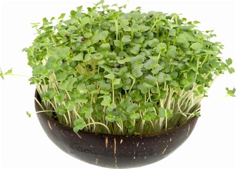 Grow Grow Nut Microgreens Nachf Llpaket Brokk N Roll Set