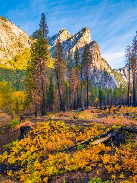 Yosemite Valley Autumn Ferns Red Yellow Orange Green Leaves Yosemite