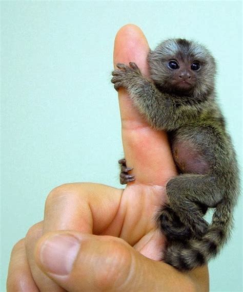 Amazing And Incredible Worlds Smallest Monkey