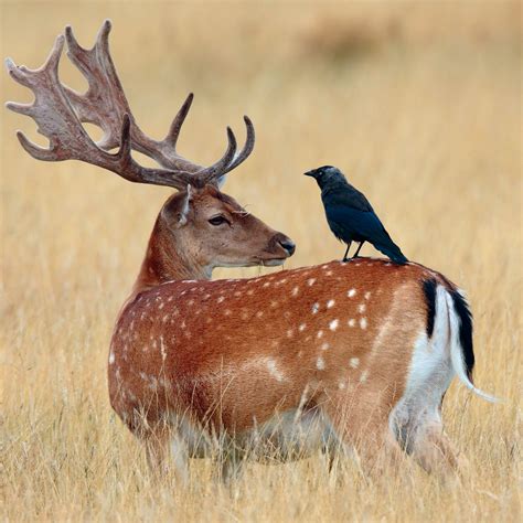 Fallow Deer Britains Most Beautiful Deer Country Life