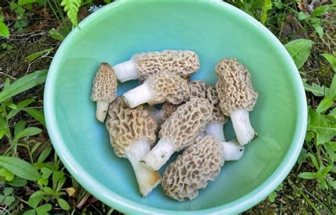 How To Get Rid Of Worms In Morels Mushroomstalkers