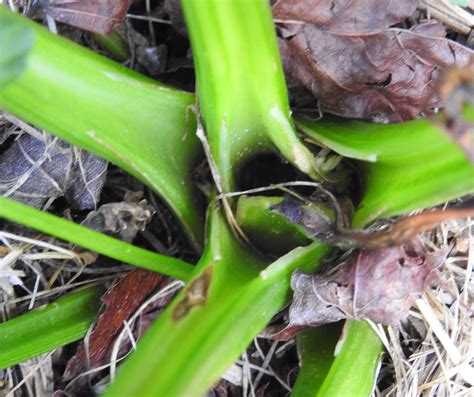 Anthracnose Of Celery Vegetable Pathology Long Island Horticultural