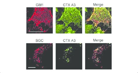 Ctx A Co Localizes With Sgc In Cardiomyocytes For Confocal