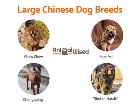 Chinese Dog Breeds List - Discover Them All