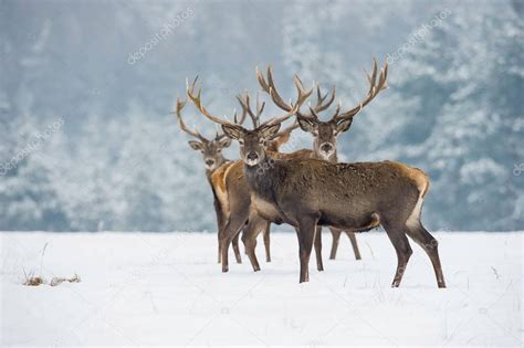 El Ciervo Rojo Cervus Elaphus Corriendo En La Nieve En El Ambiente