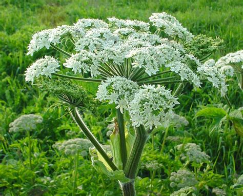 Cow Parsnip a Useful Edible Plant - Preparedness AdvicePreparedness Advice