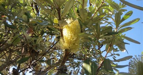 Flushed with Rosy Colour: Banksia in Flower