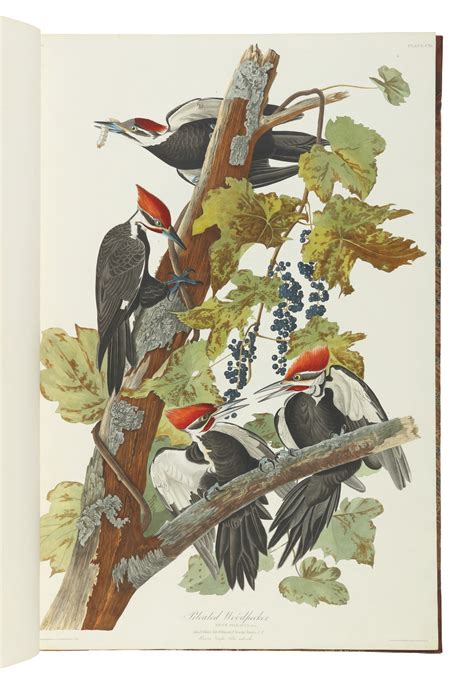 John James Audubon The Birds Of America From Original Drawings By