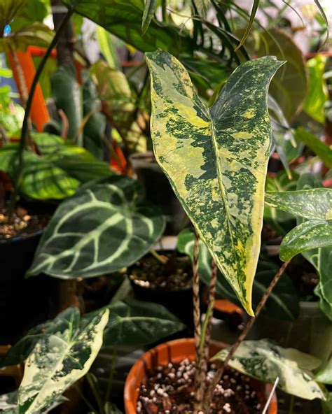Alocasia Care Guide: Growing Elephant's Ear Indoors | Plantcarefully