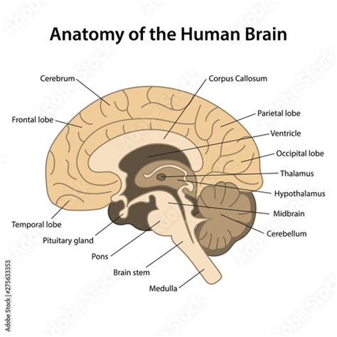 Anatomy Of The Human Brainsagittal Cut Structure Of The Human Brain