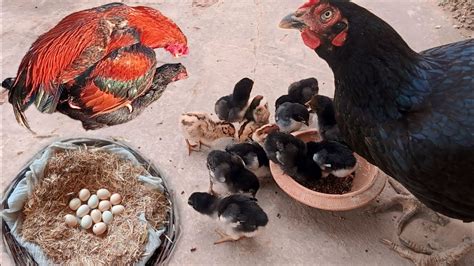 Chicken Egg Hatching At Homehen Egg Fertilization Processhen