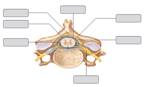 Label Cross Section Of Spinal Cord And Vertebra Diagram Quizlet