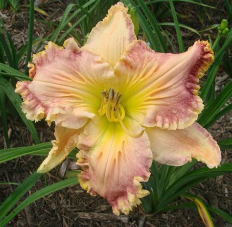 Earthly Treasures Daylily Garden - FRINGING CORAL REEF*