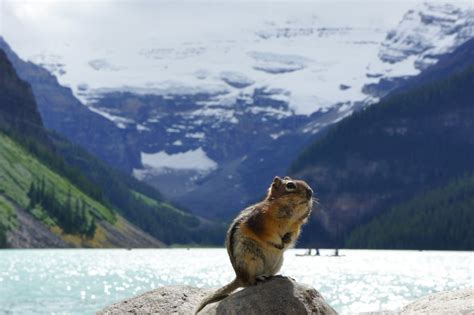 Fotos Gratis Desierto Monta A Nieve Lago Cordillera Fiordo