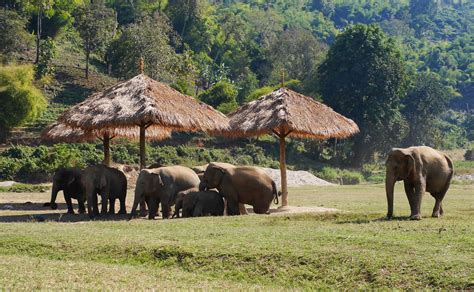 Elephant Nature Park Chiang Mai – Backwoods Mama