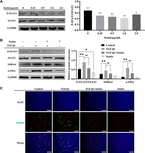 Frontiers Metformin Attenuates Fibroblast Activation During Pulmonary