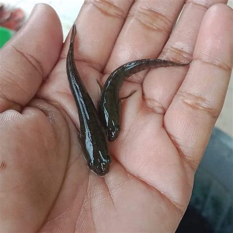 Jual Bibit Benih Ikan Gabus Channa Striata Cm Kualitas Grade A