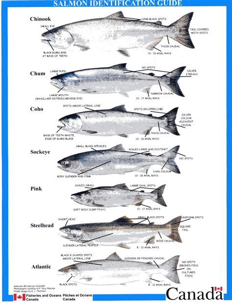 Salmon Species Identification Guide