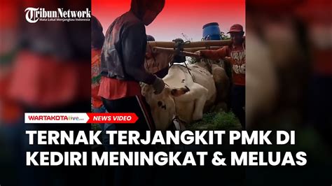 Jumlah Ternak Terjangkit Pmk Di Kediri Meningkat Dan Meluas Youtube