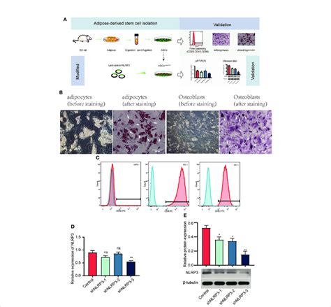 Identification Of ASCs And Screening Of LV ShNLRP3 A Flow Chart Of