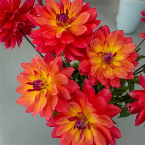 Firepot Dahlia Bulbs Waterlily Dahlias For Sale Brecks