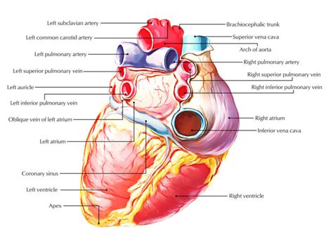 Pulmonary Circuit Earths Lab