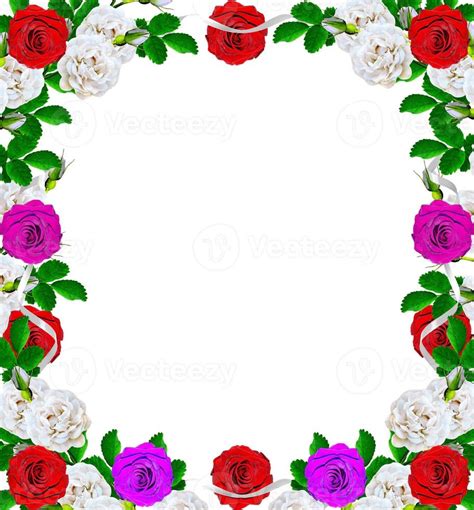 Dog rose flowers on a white background 10017541 Stock Photo at Vecteezy