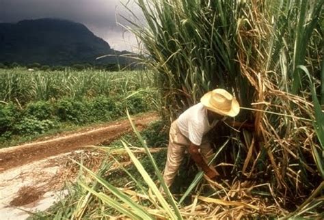 La Caña De Azucar Cultivo