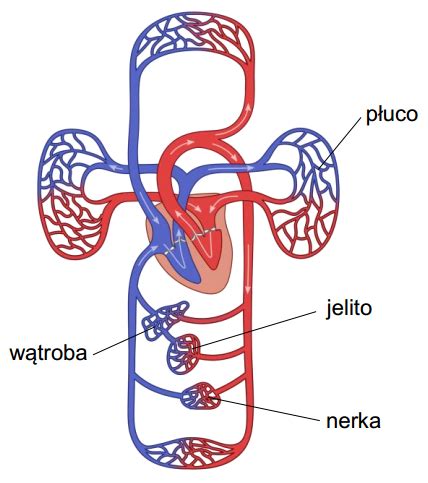 Nicienie BiologHelp