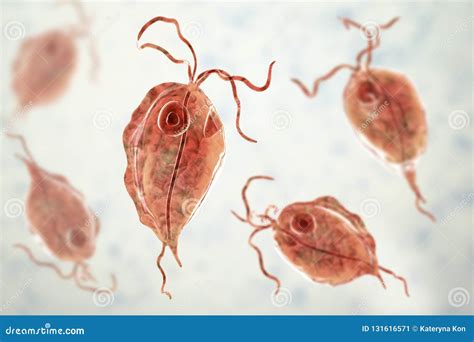 Pentatrichomonas Hominis Protozoan 3d Illustration Also Known As Trichomonas Hominis Or T