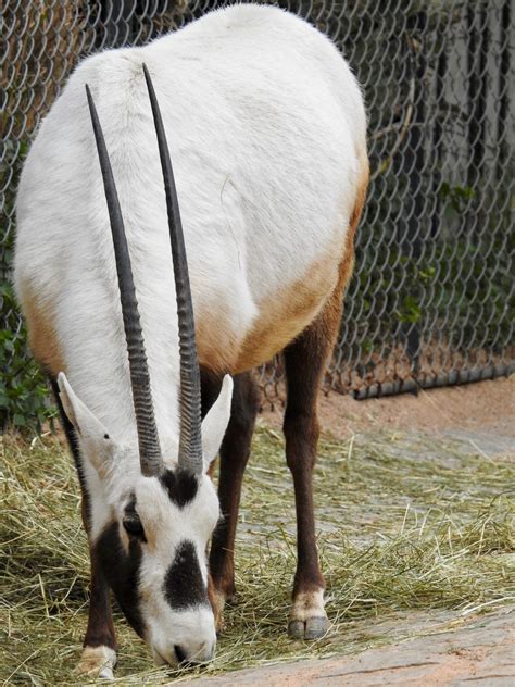 Arabian Oryx | SIMILAR BUT DIFFERENT IN THE ANIMAL KINGDOM