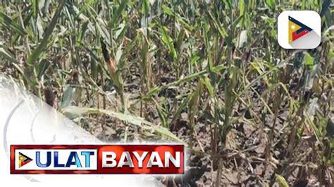 Halaga Ng Pagkalugi Ng Mga Magsasaka Nasa Higit P88 M Ayon Sa Da