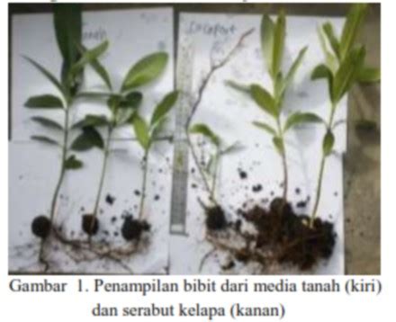 Effect Of Media And Handling Of Seed On Growth Of Nyamplung Calopyllum