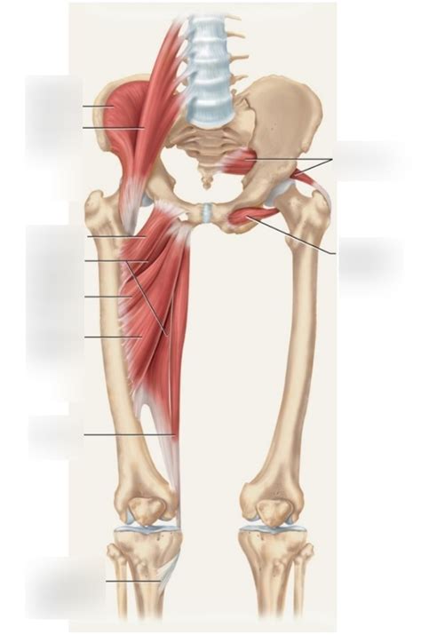 Diagram Of Medial Thigh Adductors Hip Flexors Of Knee Quizlet