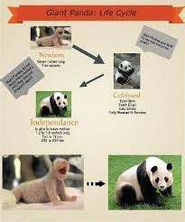 The Life Cycle Of A Panda