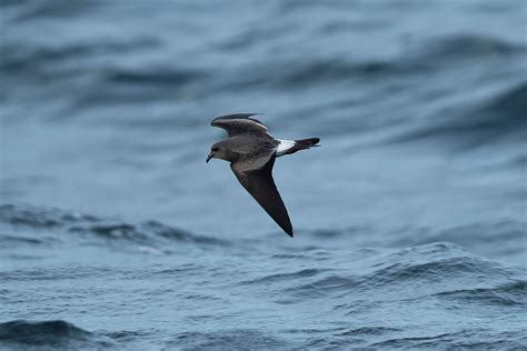 Isles of Scilly Bird Group – Birds and wildlife on the Isles of Scilly