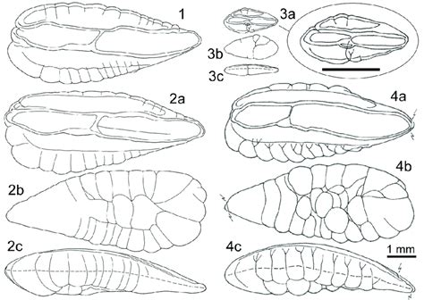 Differences Between Otolith Morphology Of Neocolliolus And Trisopterus Download Scientific