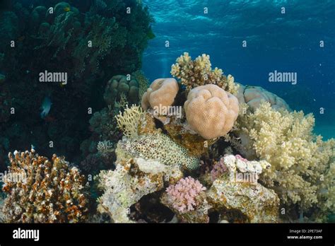 Greasy Grouper Epinephelus Tauvina In Front Of Stony Corals House