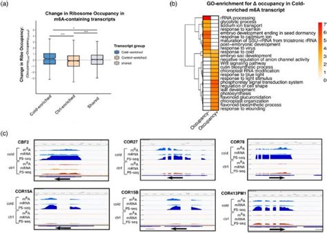 Merip Seq揭示mrna M6a甲基化调控拟南芥的抗寒性分子机制中的应用生物器材网