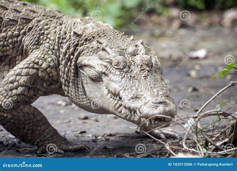 White Crocodile / Albino Siamese Crocodile Stock Photo - Image of mouth, reptile: 103513086