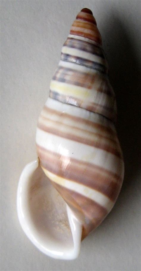 Amphidromus reflexilabris 4 Rensch 1931 SHELLS MUŠLE LASTURY