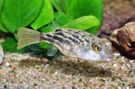 Nil Kugelfisch Tetraodon lineatus Zierfischgroßhandel Aqua Global